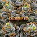 KushHunter