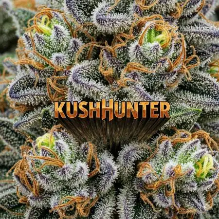 KushHunter