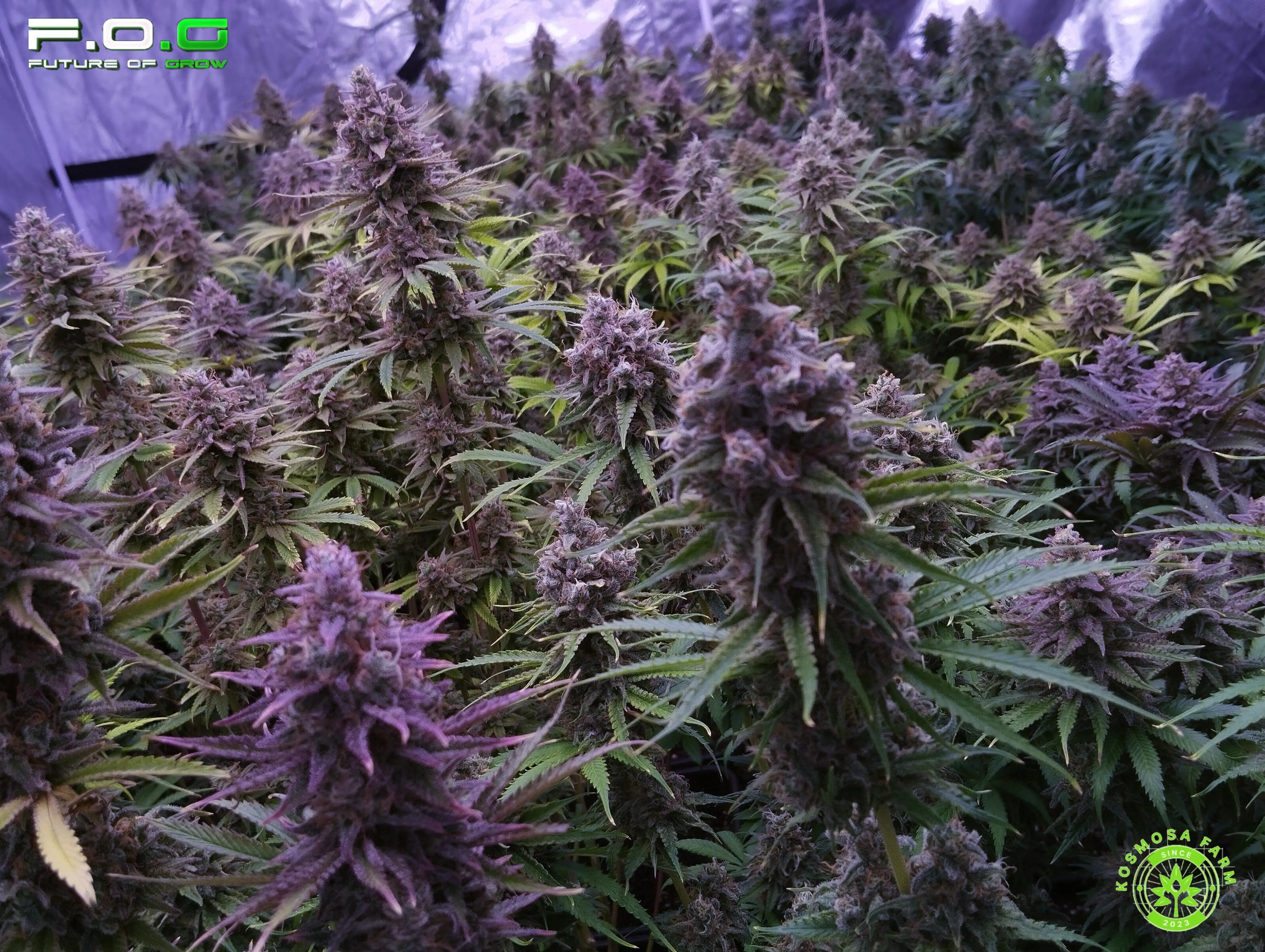 Kosmosa-Farm