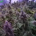 Kosmosa-Farm