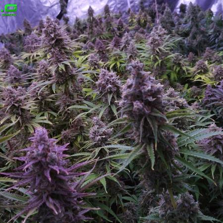 Kosmosa-Farm