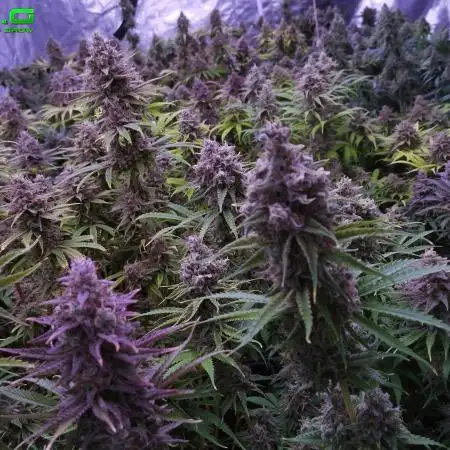 Kosmosa-Farm