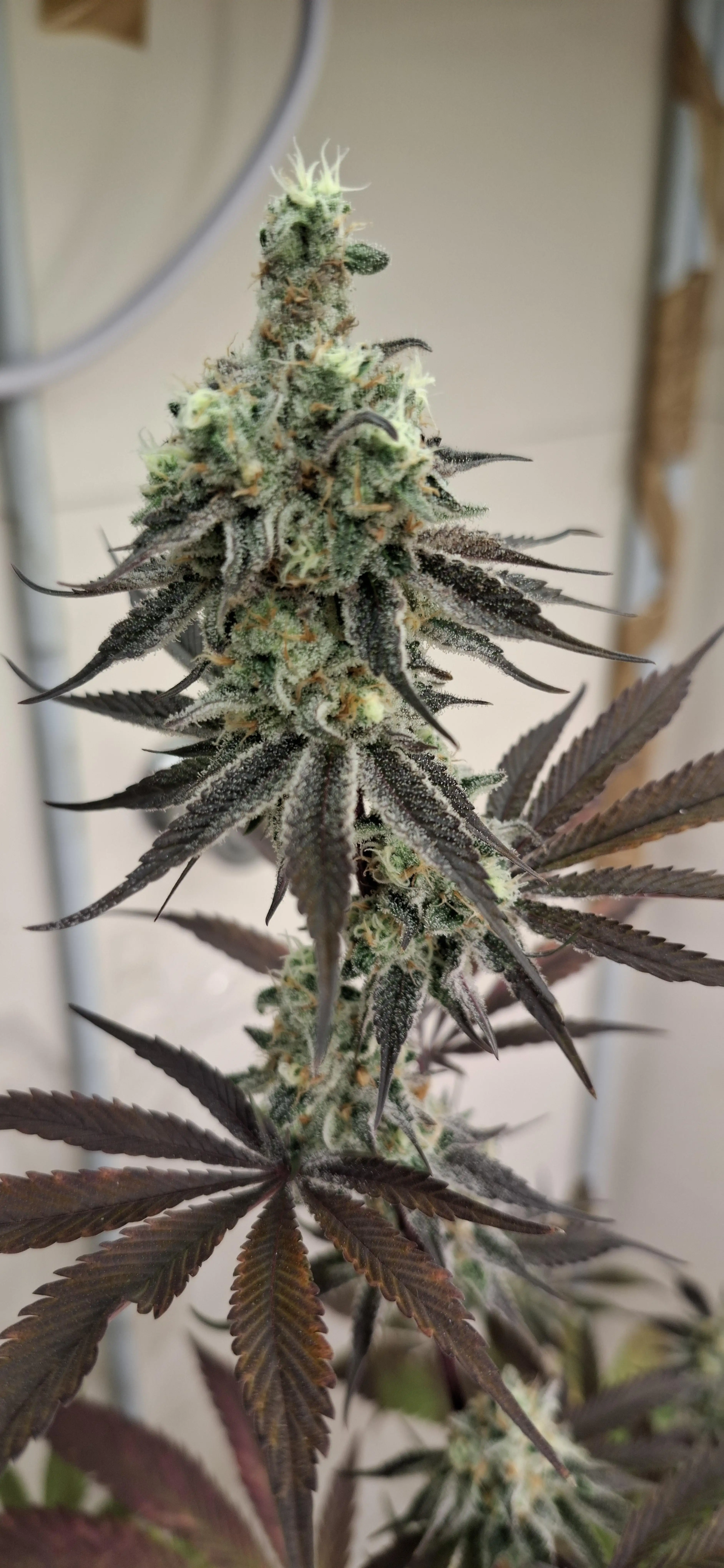 Soulhash