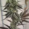 Soulhash