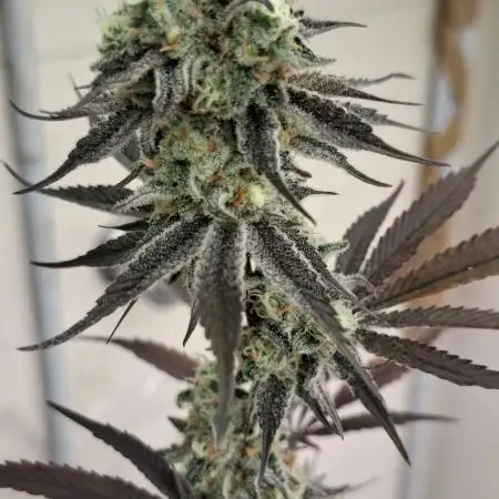 Soulhash