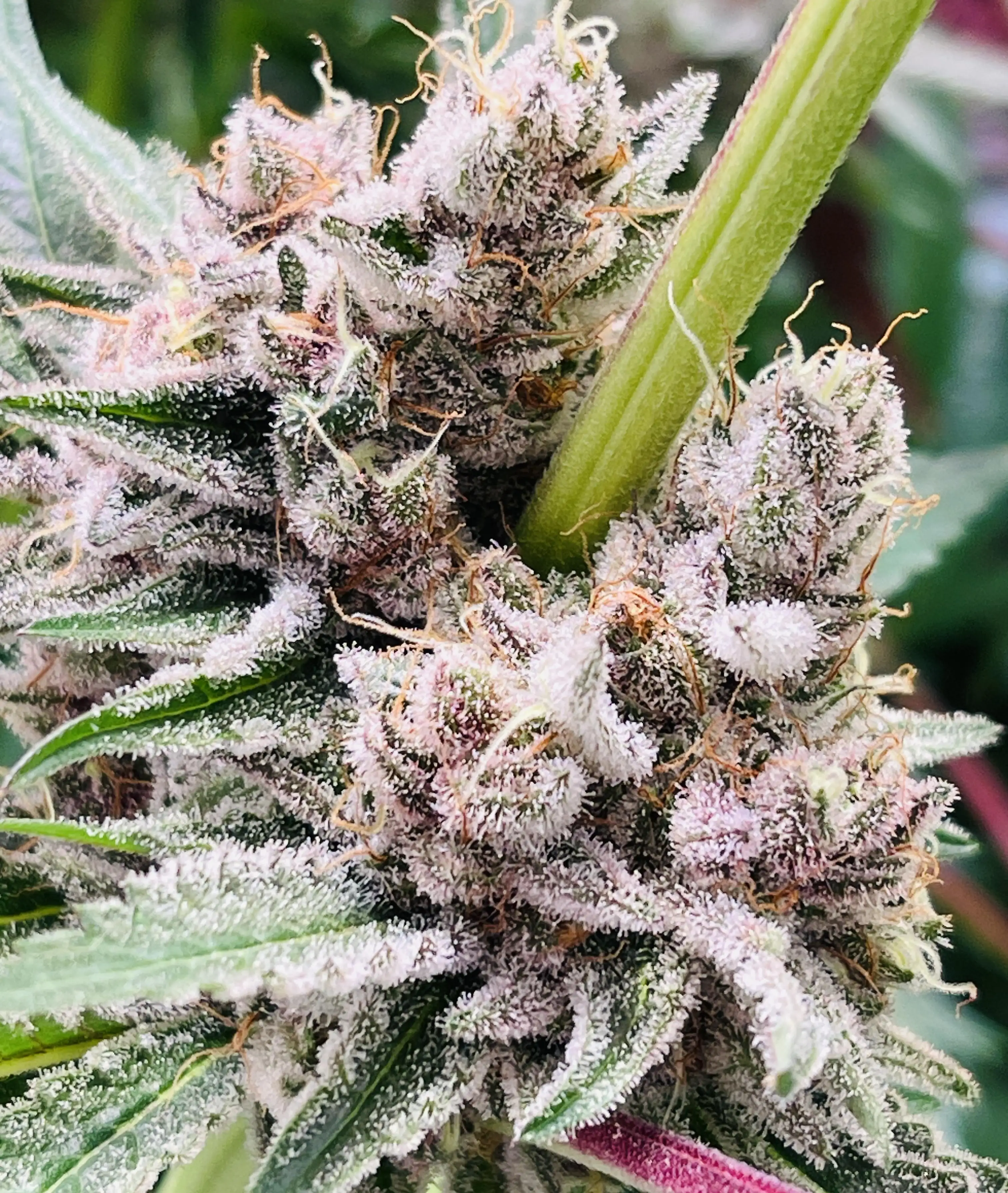 PrimeGrow