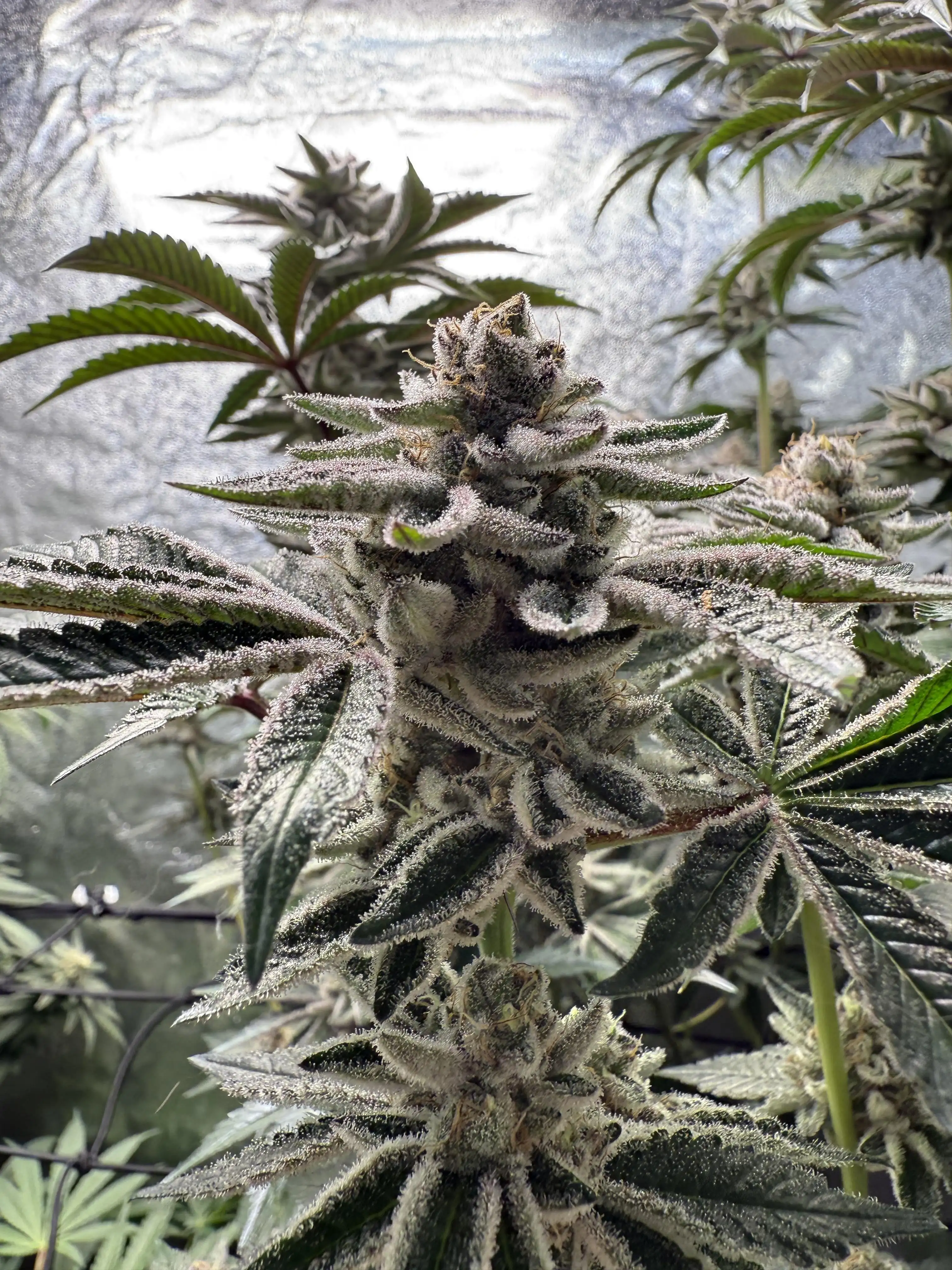 BigM420