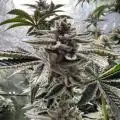 BigM420