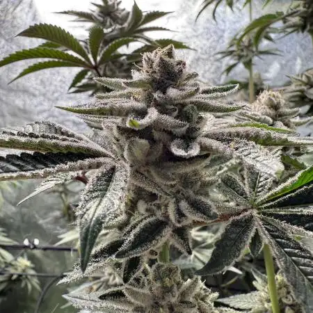 BigM420