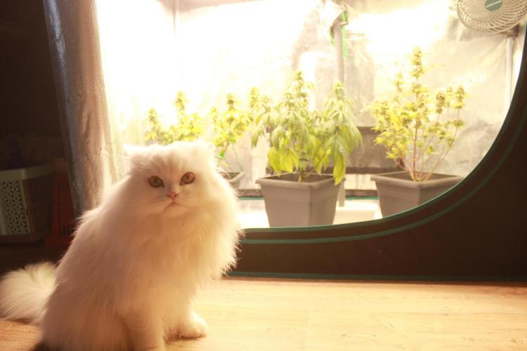 null door Purrple_Haze