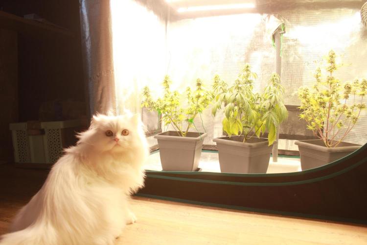 null door Purrple_Haze