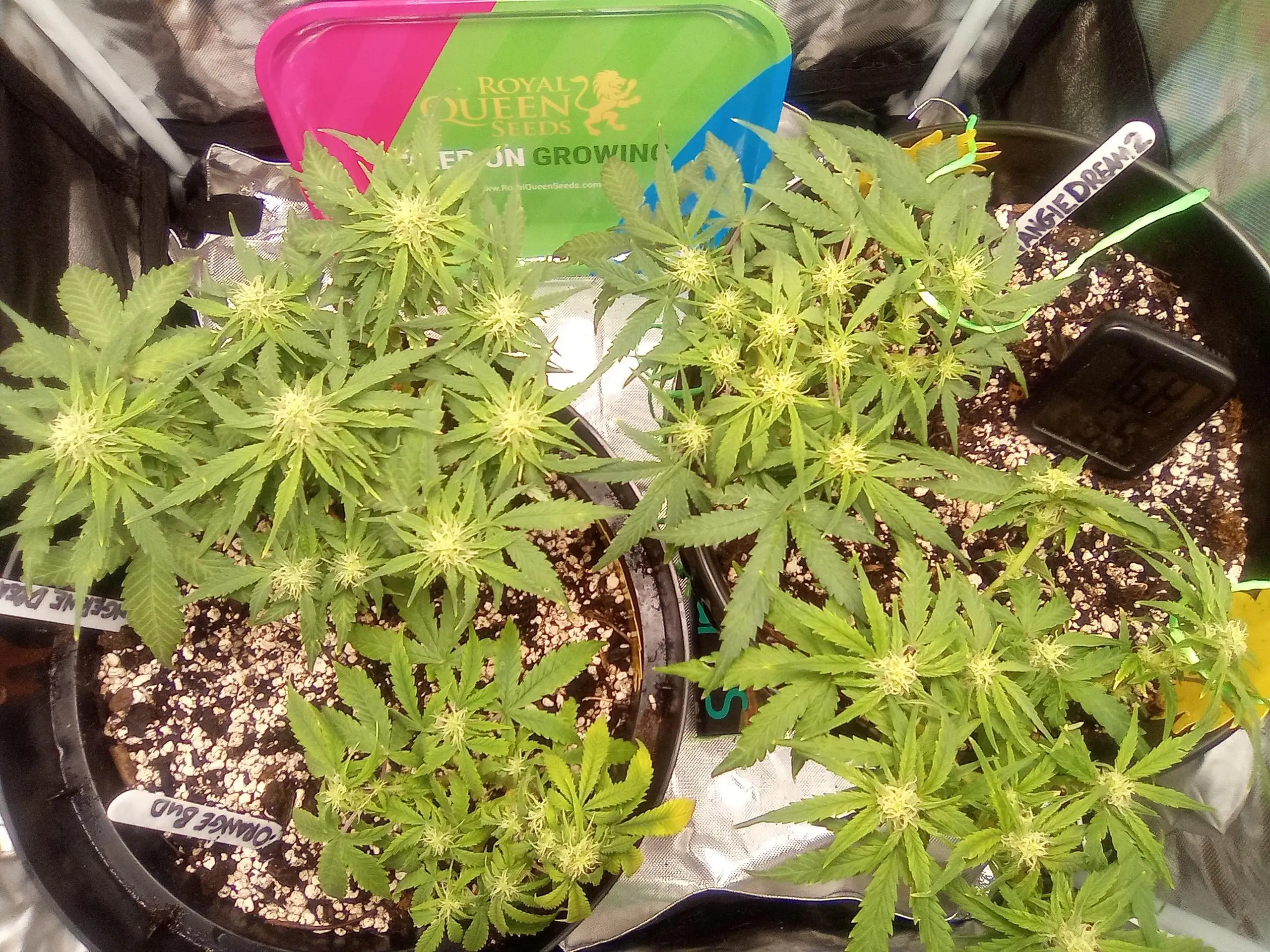 Been2green