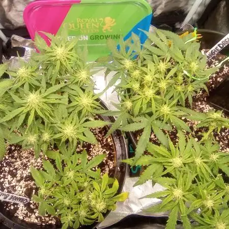 Been2green