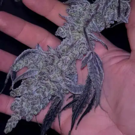 LilSniffles420