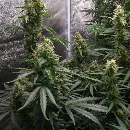 Olga420Machslochoff