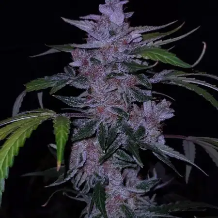 HighNatural