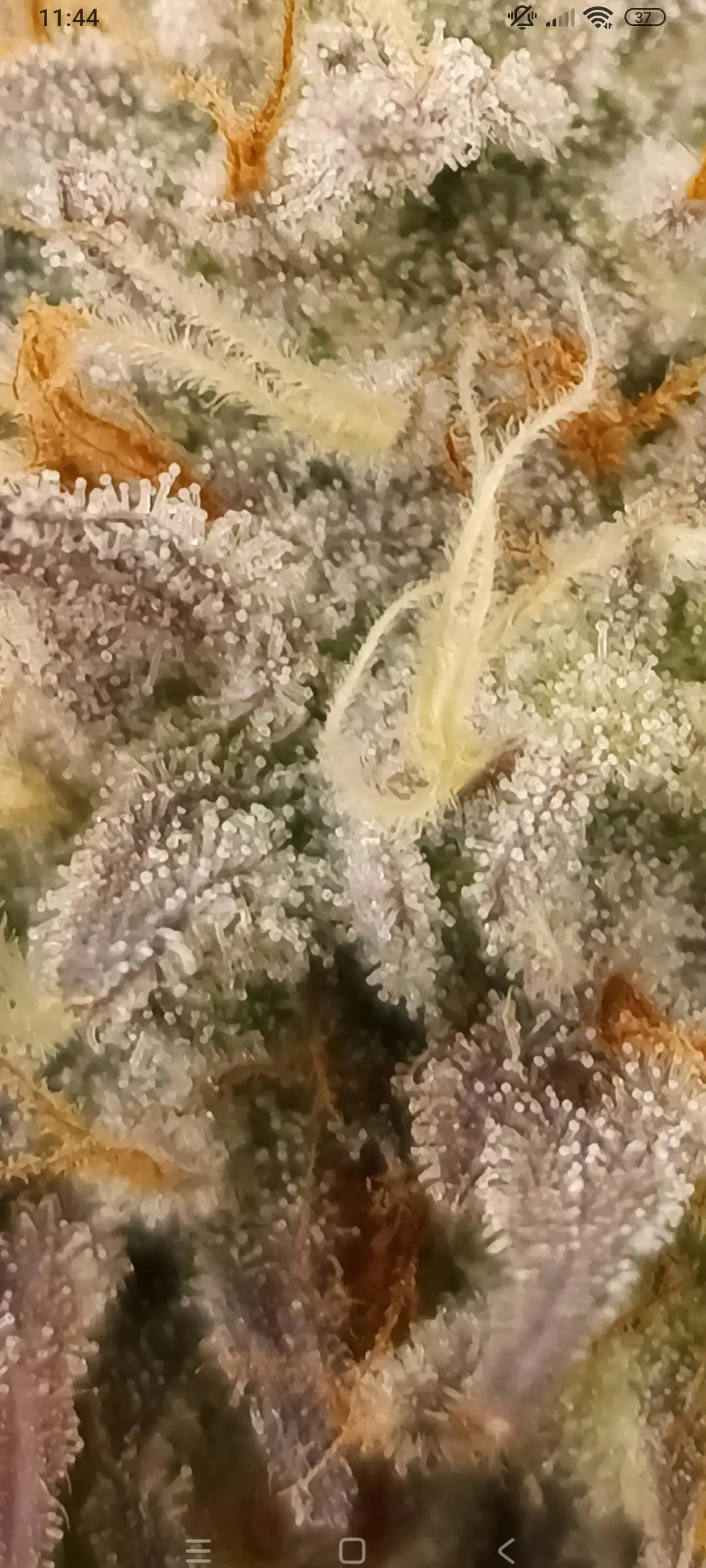 Caraweed