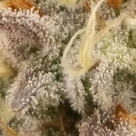 Caraweed