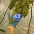 47Plants