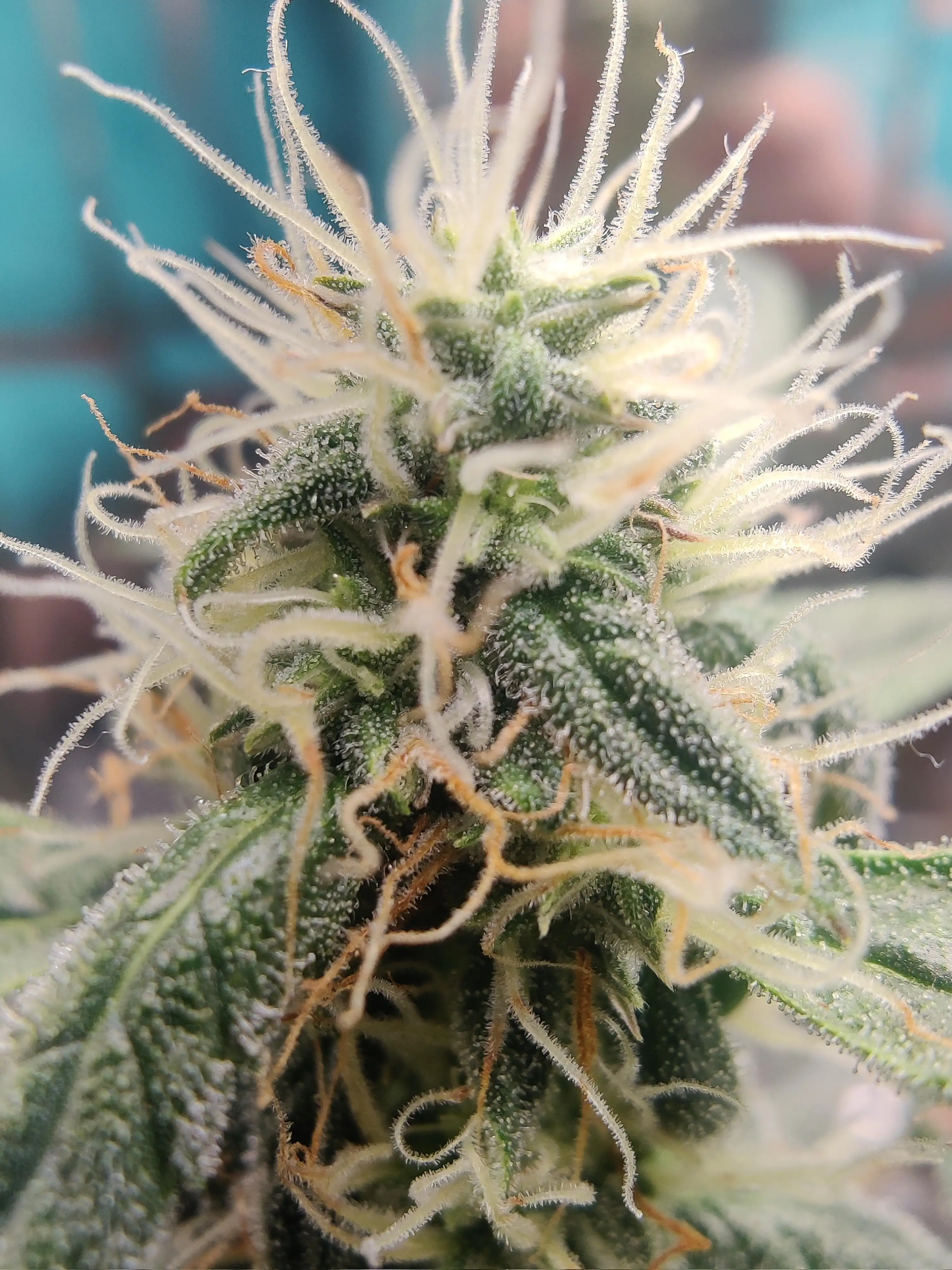 420-Grow