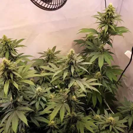 chameleonsativa
