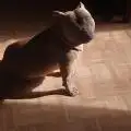 Dreadzilla