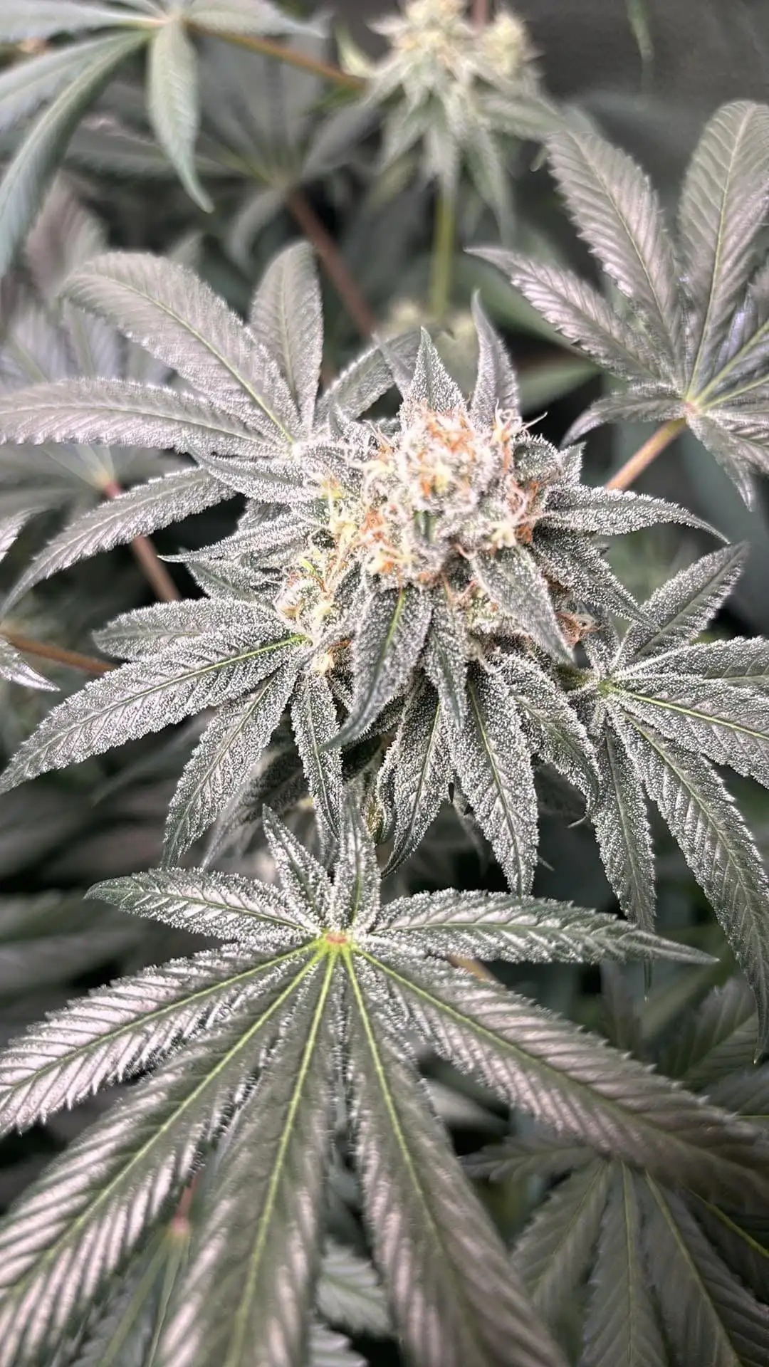 dirtygrower420