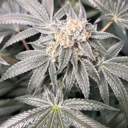 growimgaus420