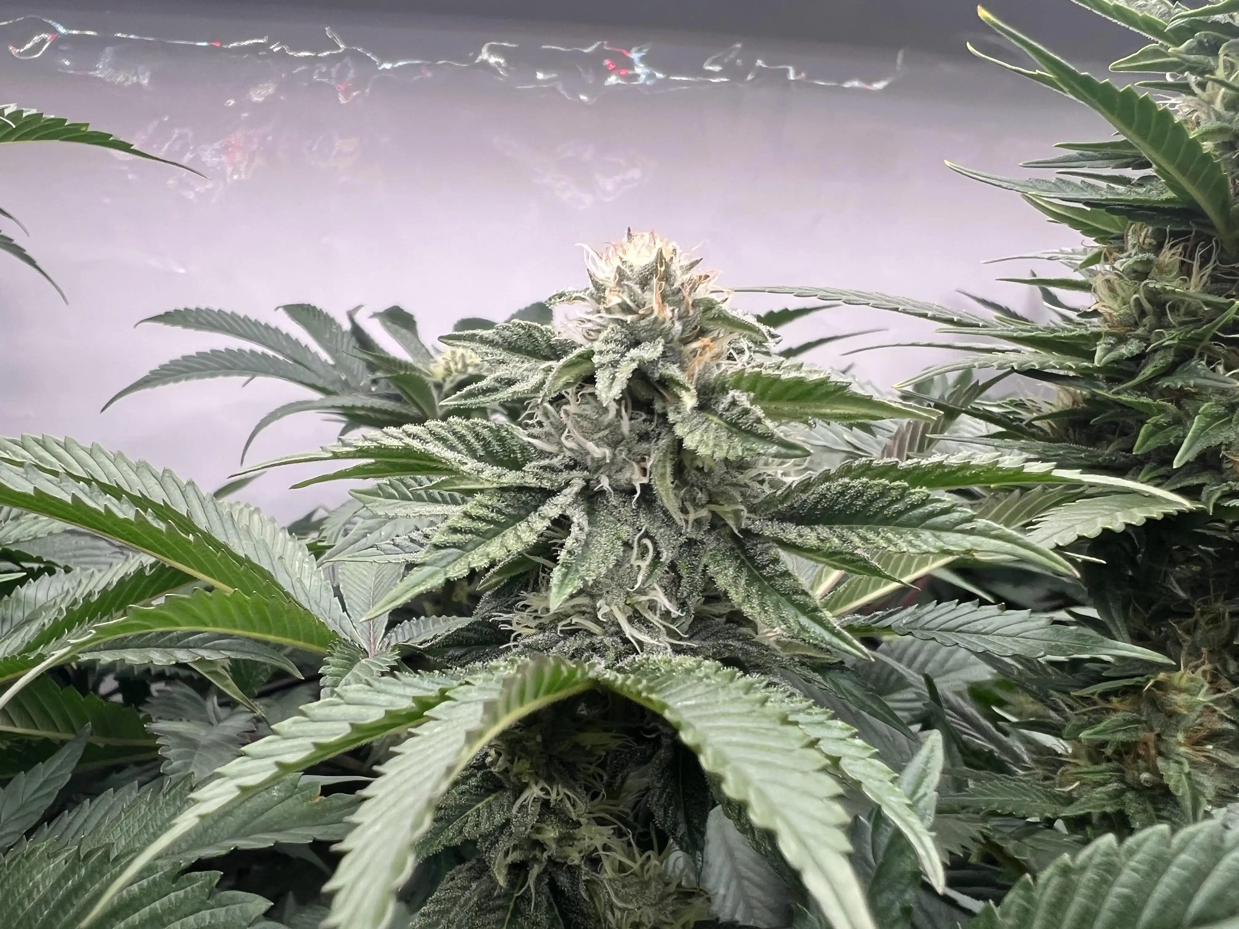 BobDerGrowmeister