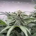 BobDerGrowmeister