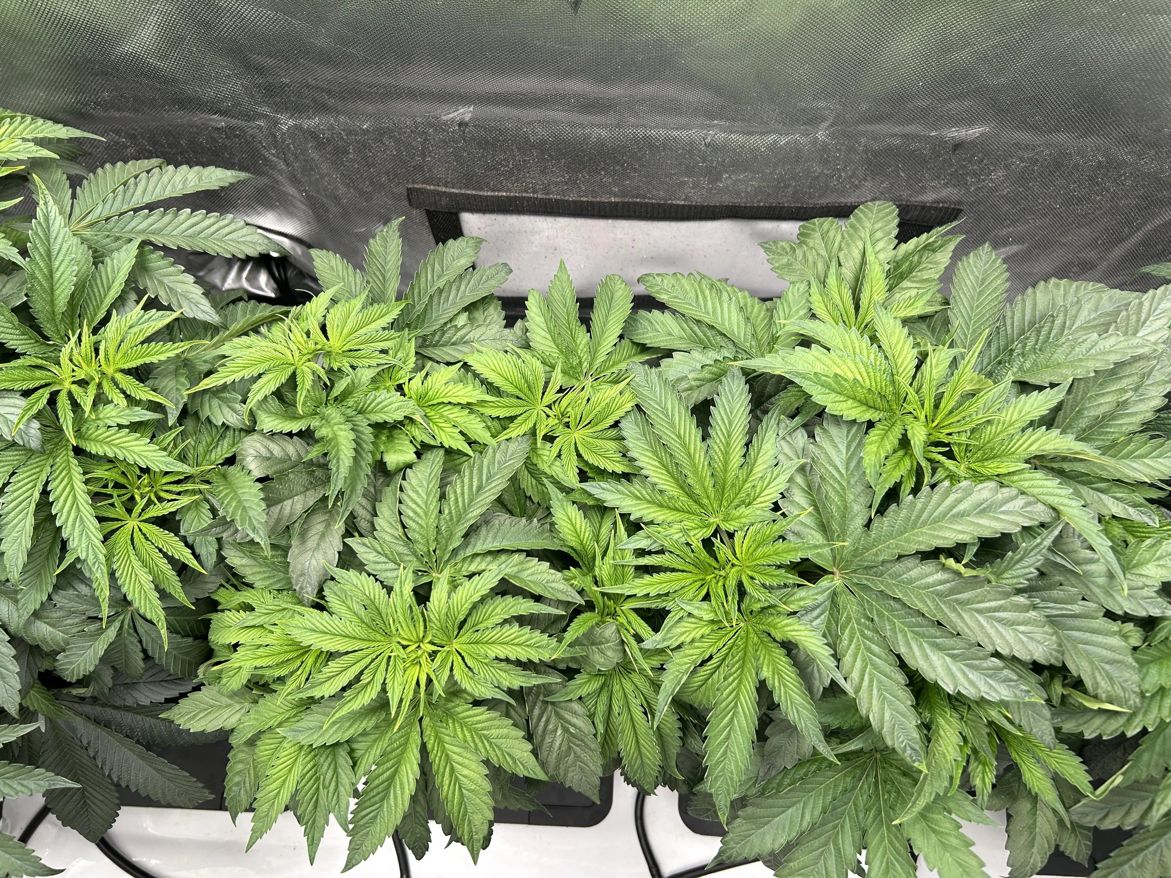 twistedleaf