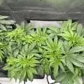 twistedleaf