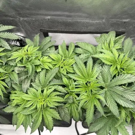 twistedleaf
