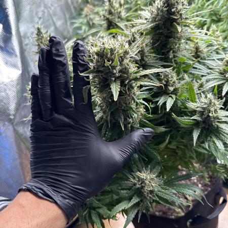 Blaze_Farms