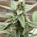 Bud_vista