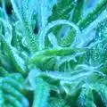 aus_grower