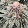WeedForceOne