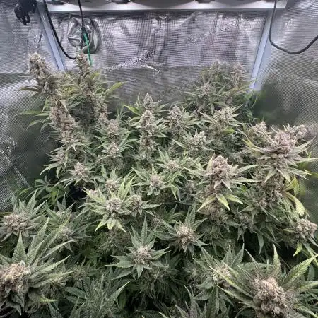 WeedForceOne