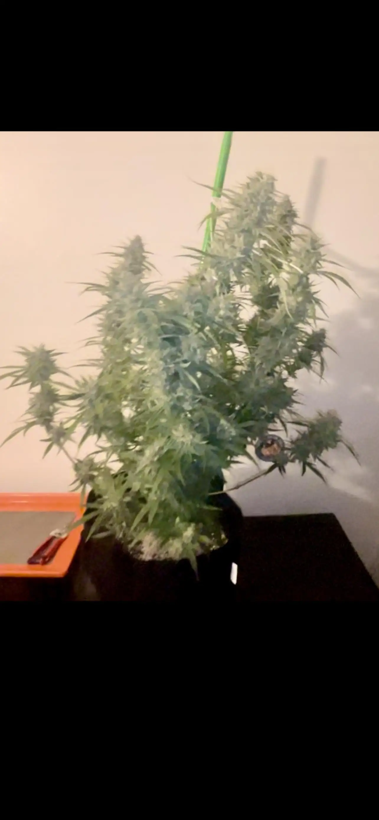 WeedBetweenTheLineYT