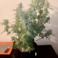 WeedBetweenTheLineYT