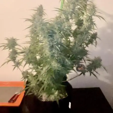 WeedBetweenTheLineYT