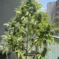 Pippos_Zen_Garden