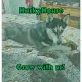HuskyHouse