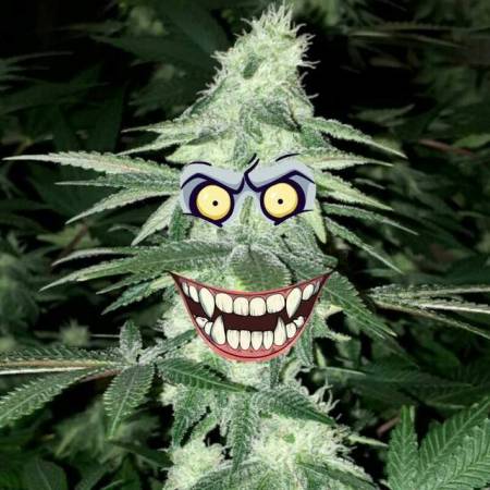 420Amnesia