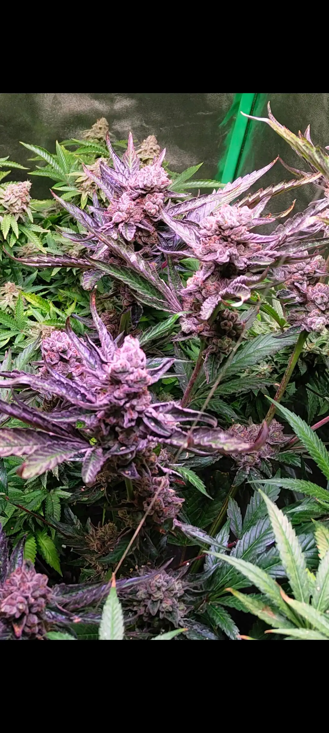 Willy_Wonka_of_weed