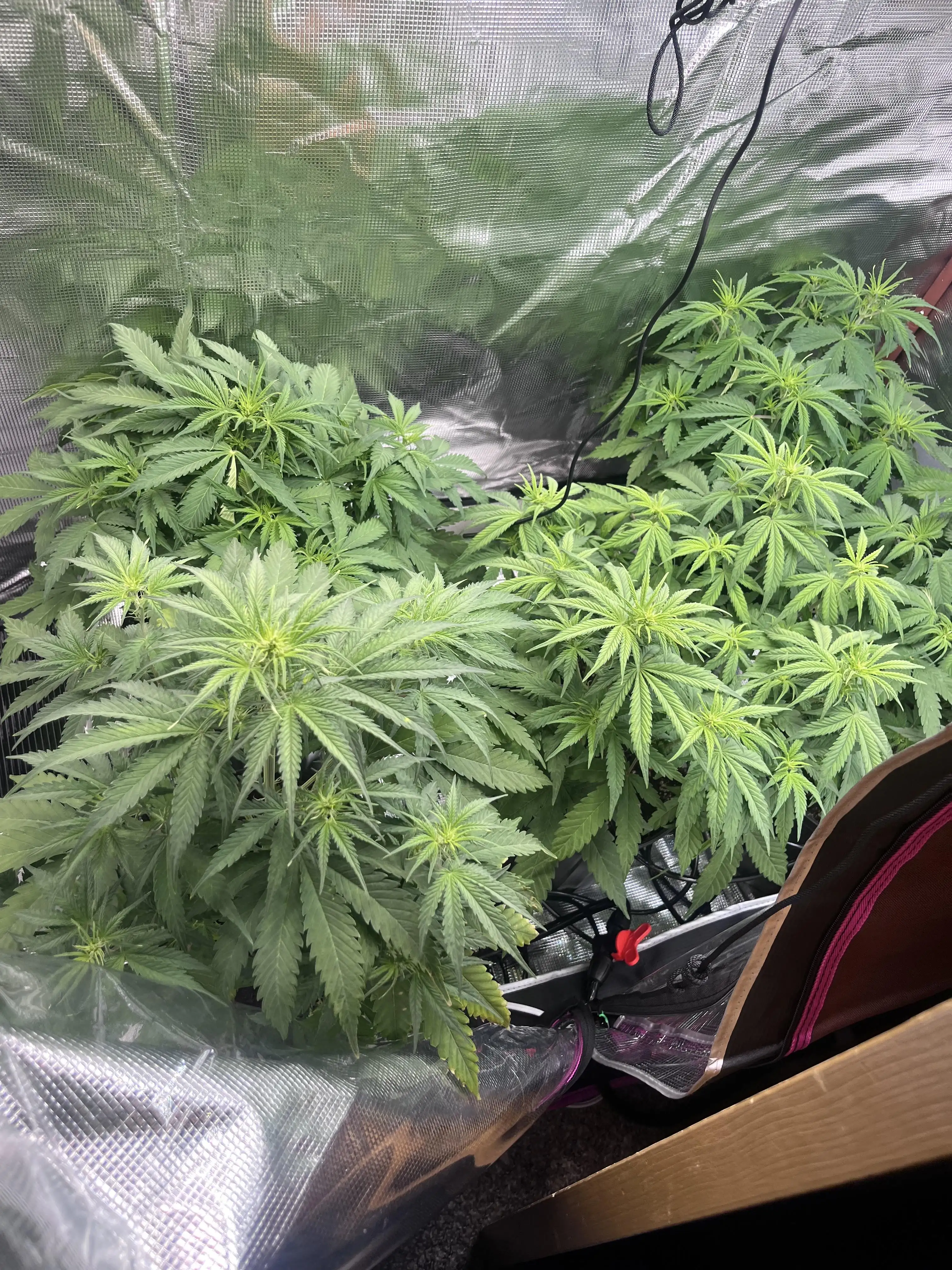 Jgrowlots420