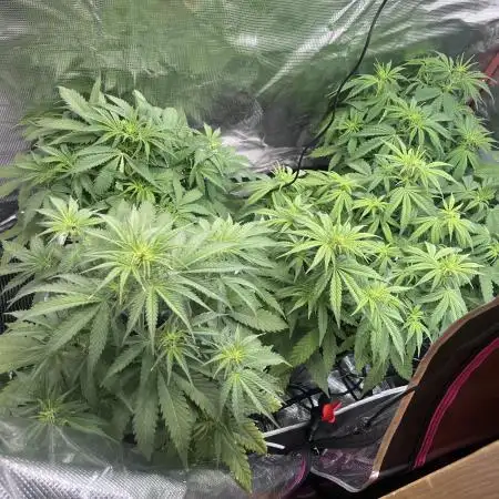 Jgrowlots420