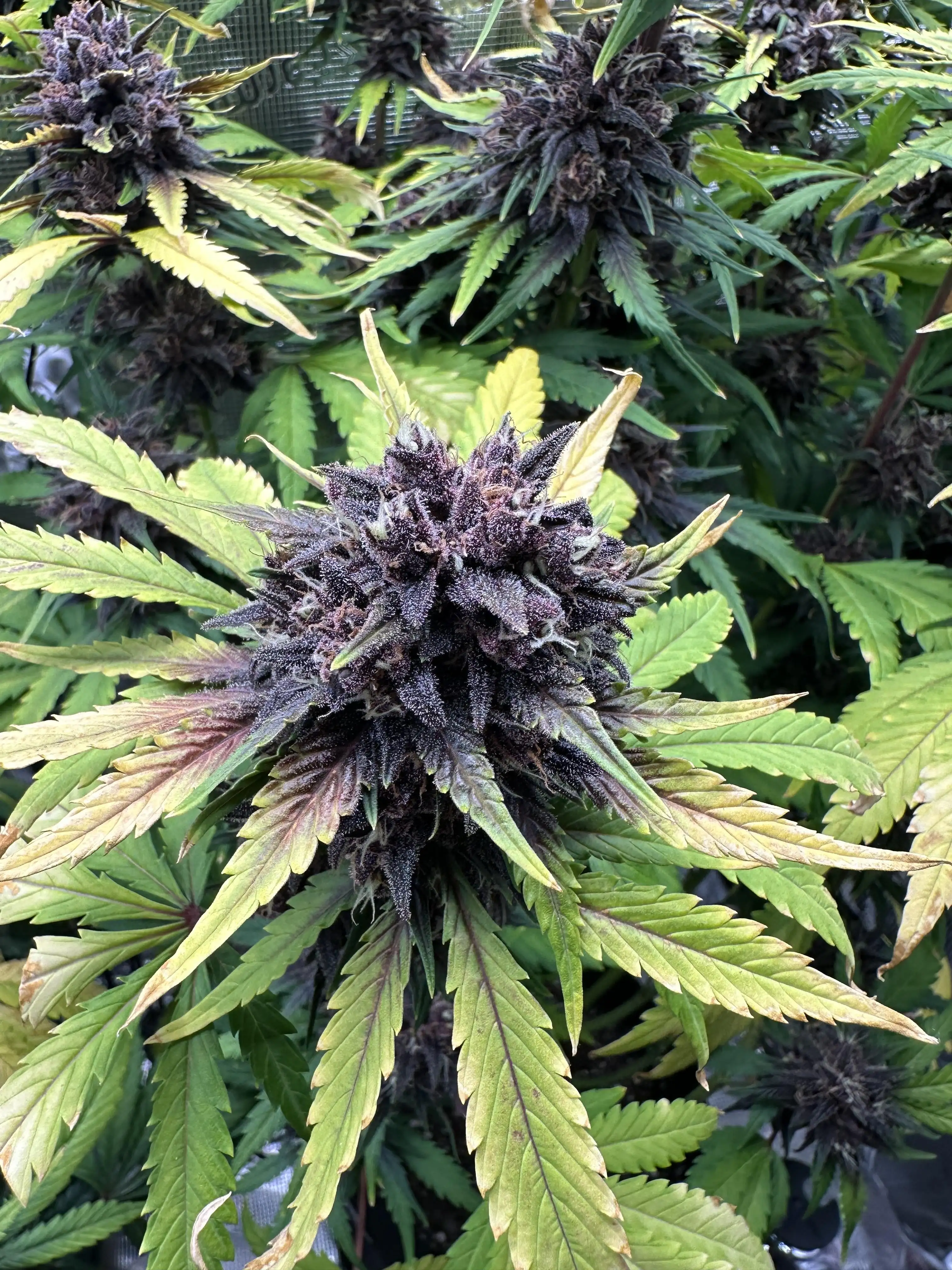 CenCalGrow