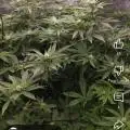 BarnesbyyGrower