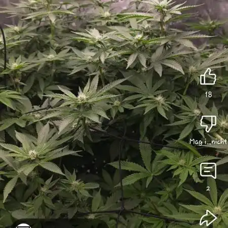 BarnesbyyGrower